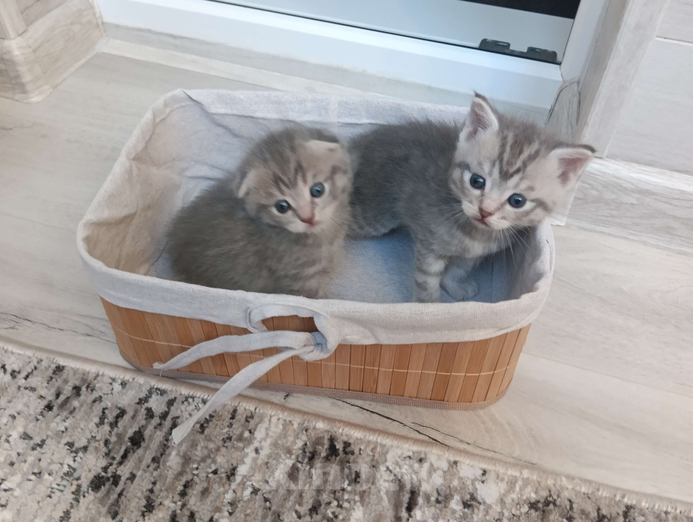 Кошки в Воронеже: Продаю чистокровных шотландских котят правильной и плановой вязки Мальчик, Бесплатно - фото 2