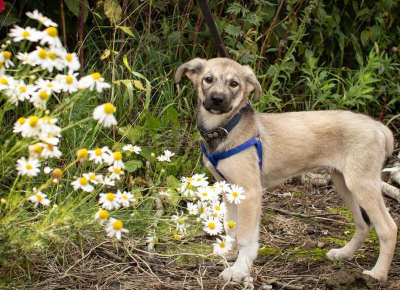 Собаки в Москве: Очаровательный щенок Чип в добрые руки Мальчик, Бесплатно - фото 2