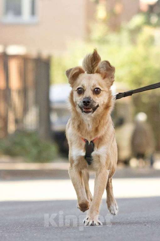 Собаки в других городах Московской области: Тэя в добрые руки Девочка, Бесплатно - фото 3
