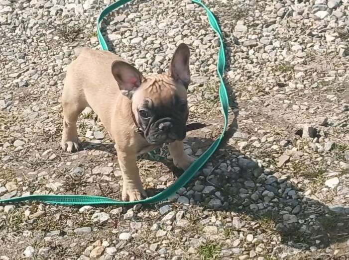 Собаки в Москве: Рыжая девчушка Девочка, 40 000 руб. - фото 7