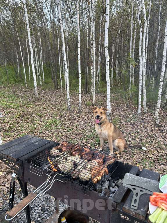 Собаки в Новосибирске: Белла, 1 год Девочка, Бесплатно - фото 8