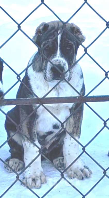 Собаки в Черепаново: Алабай для вас Мальчик, Бесплатно - фото 1