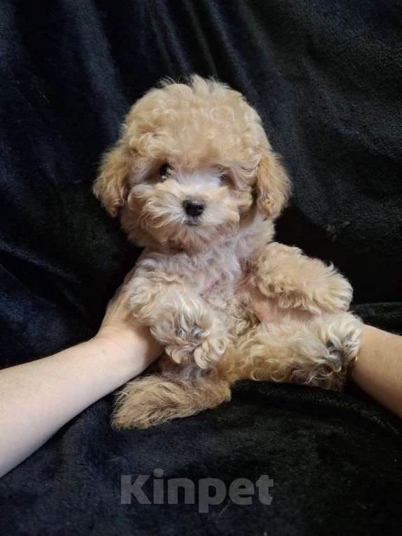 Собаки в Москве: Мини мальтипу f1 девочки Девочка, 65 000 руб. - фото 1