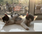 Кошки в Химках: Отдам котенка Мальчик, Бесплатно - фото 4