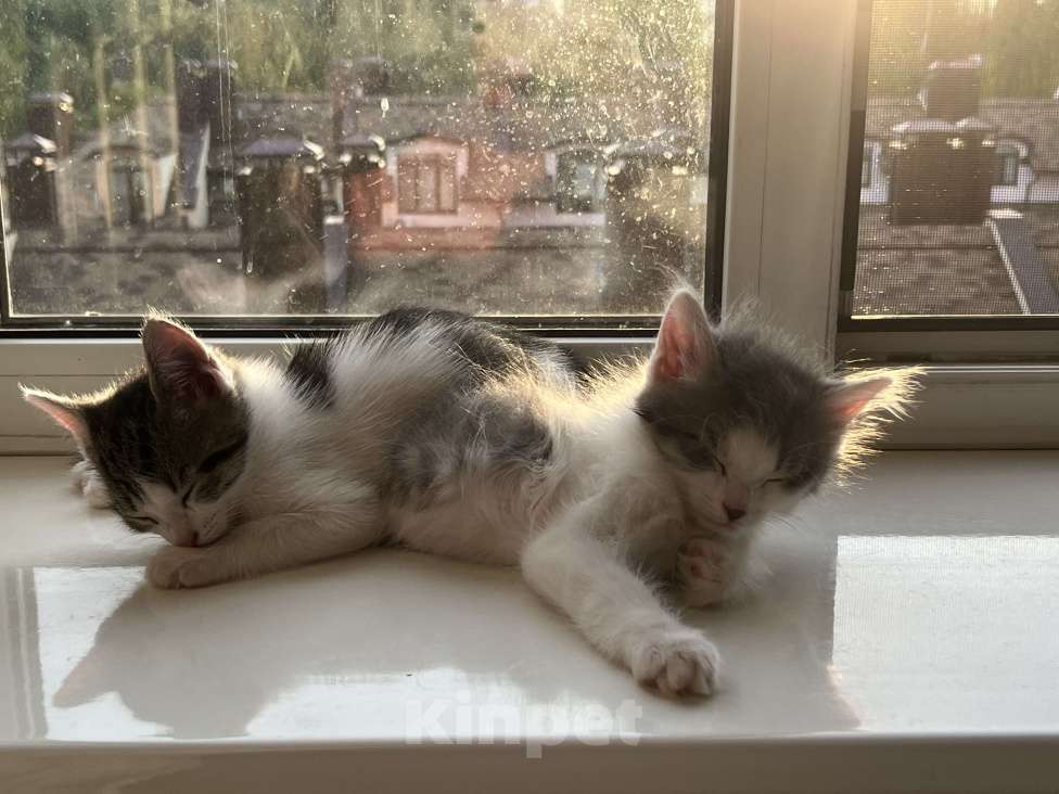 Кошки в Химках: Отдам котенка Мальчик, Бесплатно - фото 4