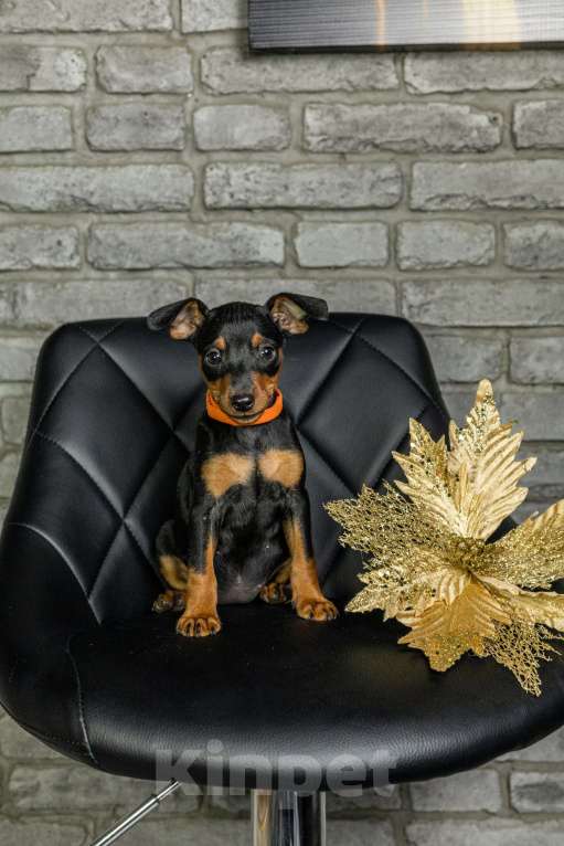 Собаки в Джанкое: Щенок Цвергпинчера Мальчик, 40 000 руб. - фото 2