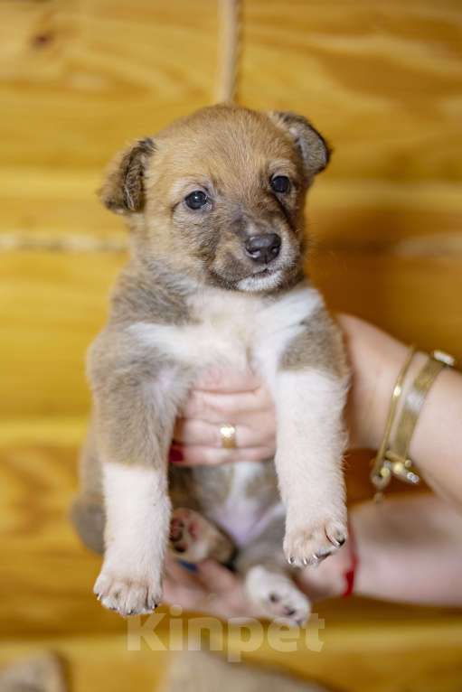 Собаки в других городах Московской области: Малышка Мисси Девочка, Бесплатно - фото 2