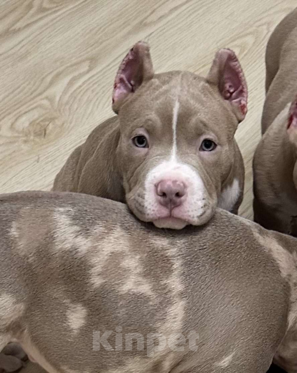 Собаки в Лыткарино: Прекрасный красивый мальчик 2,5 мес Американский Булли Мальчик, 150 000 руб. - фото 2