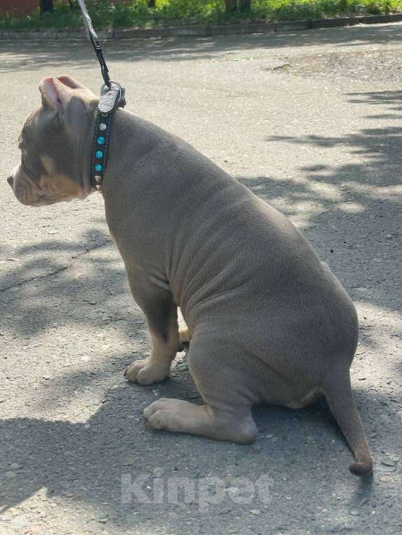 Собаки в Черногорске: Американский булли девочка  Девочка, 90 000 руб. - фото 2