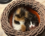 Кошки в Краснодаре: Черно-белый котик Мальчик, Бесплатно - фото 5