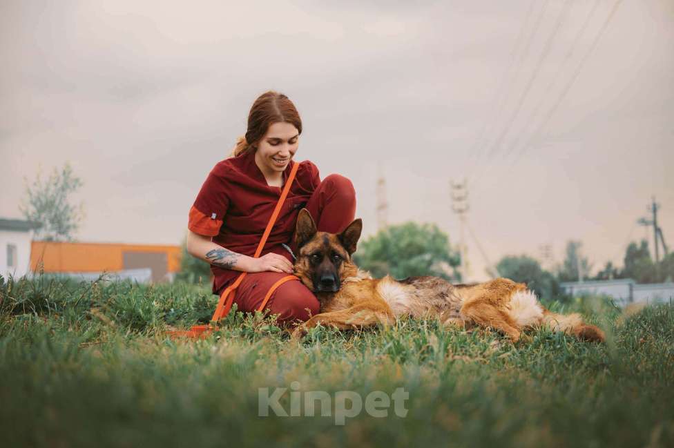 Собаки в Москве: Немецкая овчарка Земфира в приюте ищет дом Девочка, 10 руб. - фото 2