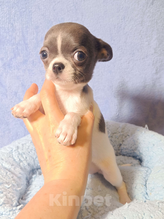 Собаки в Москве: Кукольная девочка в горошек Девочка, 50 000 руб. - фото 3