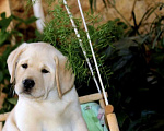 Собаки в Краснодаре: Щенок лабрадора Девочка, 35 000 руб. - фото 1