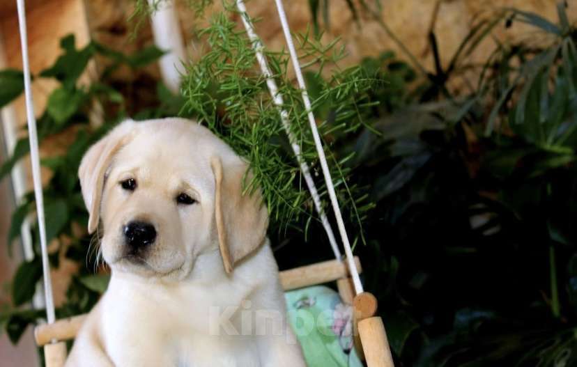 Собаки в Краснодаре: Щенок лабрадора Девочка, 35 000 руб. - фото 1