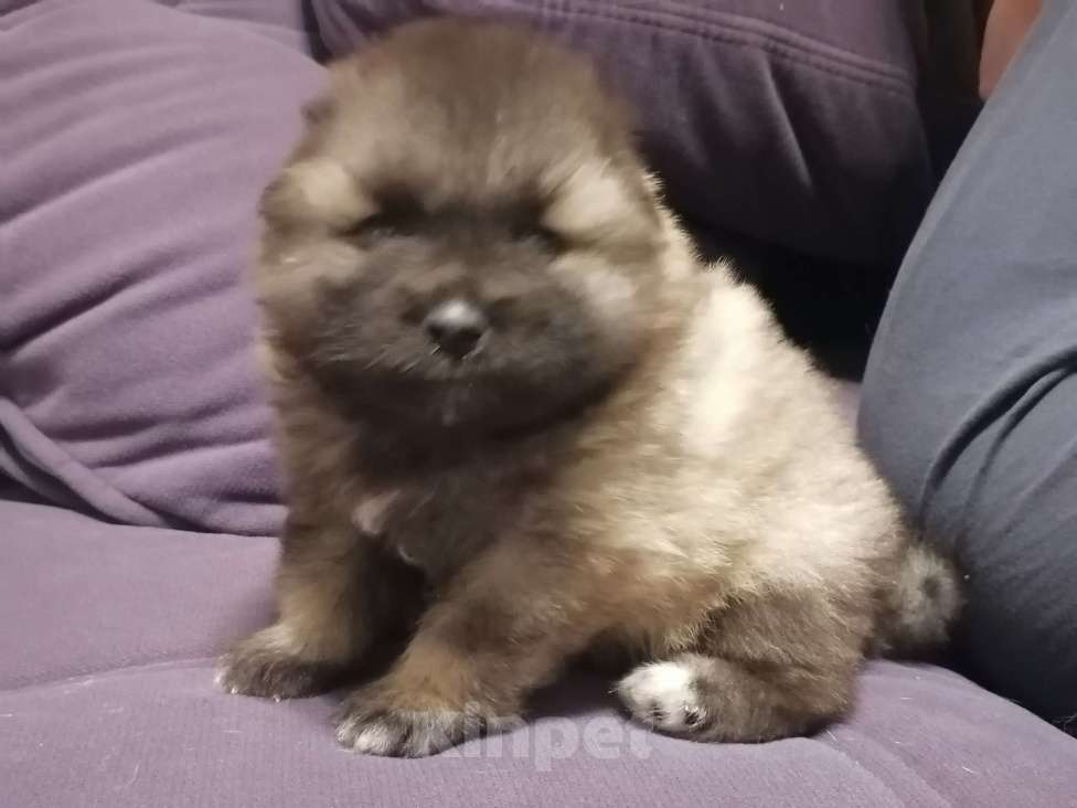 Собаки в Нижнем Новгороде: Девочка щенок вольфшпица Девочка, 80 000 руб. - фото 2