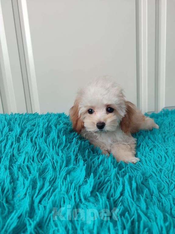 Собаки в Мытищах: Мальтипу F1 Девочка, 55 000 руб. - фото 2