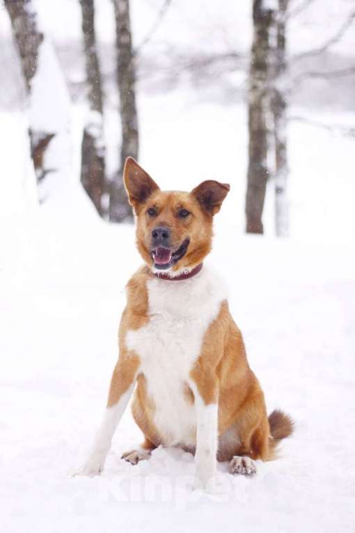 Собаки в Москве: Солнечная Ириска 2,5 года в добрые руки Девочка, Бесплатно - фото 1