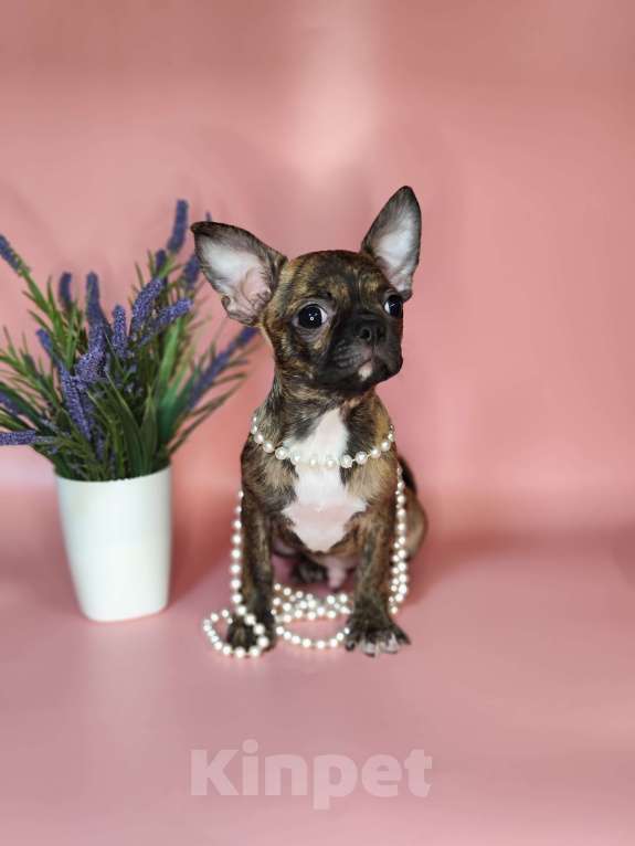 Собаки в Красногорске: Мальчик чихуахуа бейби фейс Мальчик, 20 000 руб. - фото 3