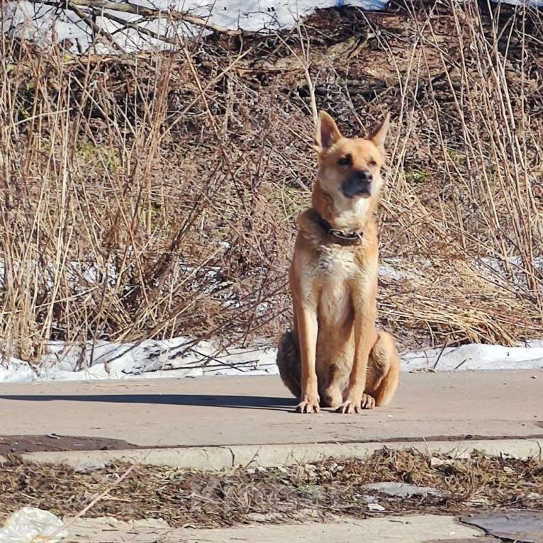 Собаки в других городах Московской области: Найдена домашняя собака, помогите найти милашке дом Мальчик, Бесплатно - фото 2