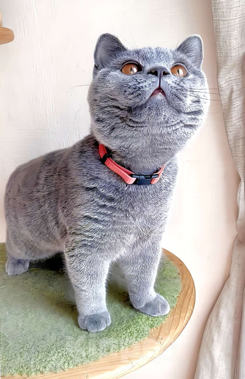 Кошки в Москве: Элитные британские к/ш котята  Девочка, Бесплатно - фото 7