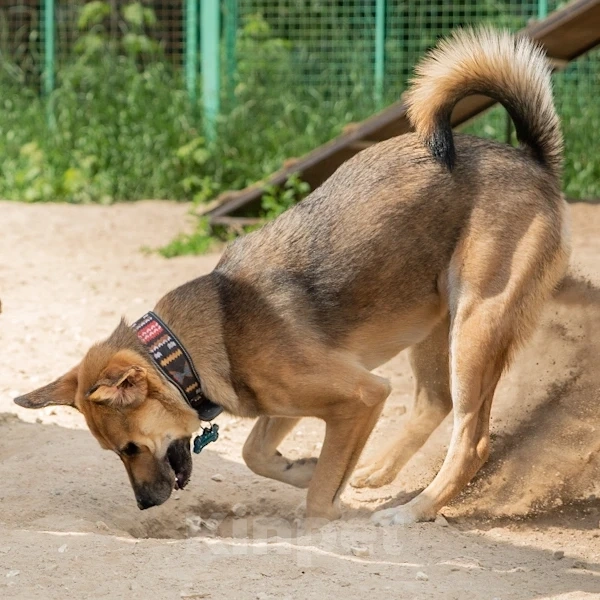 Собаки в Москве: Рыжая дворянка в добрые руки Девочка, Бесплатно - фото 5