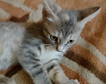 Кошки в Воронеже: Кошечка Девочка, Бесплатно - фото 10