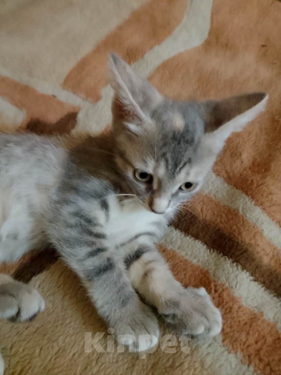 Кошки в Воронеже: Кошечка Девочка, Бесплатно - фото 10