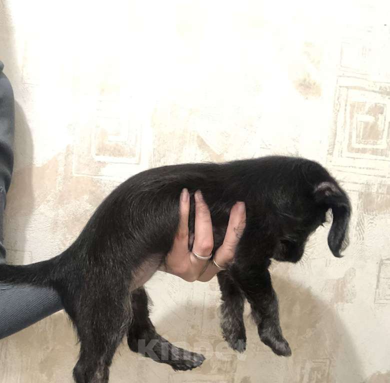 Собаки в Кирове: Продаю таксу щенка Девочка, 5 000 руб. - фото 2