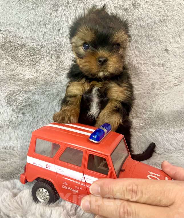 Собаки в Санкт-Петербурге: Мальчик в продаже  Мальчик, 70 000 руб. - фото 4