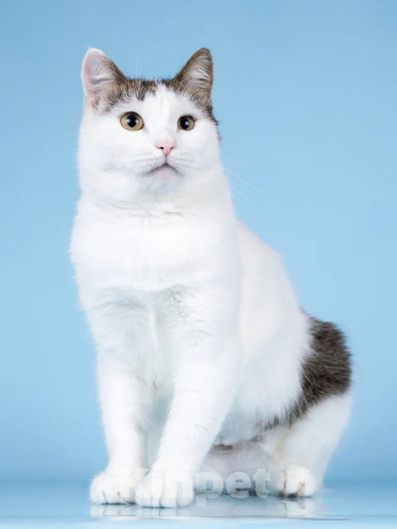 Кошки в Москве: Ласковая Эйва в добрые руки Девочка, Бесплатно - фото 5