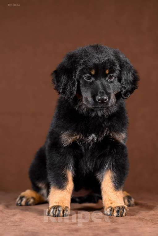 Собаки в других городах Ярославской области: Щенок ховаварта Девочка, Бесплатно - фото 2