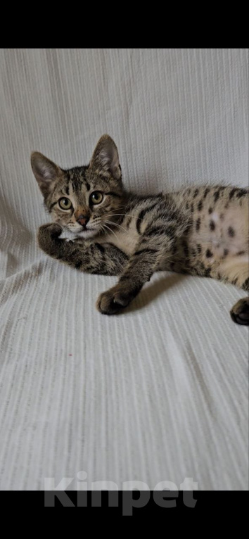 Кошки в Москве: Котенок Оливер ищет дом Мальчик, Бесплатно - фото 2