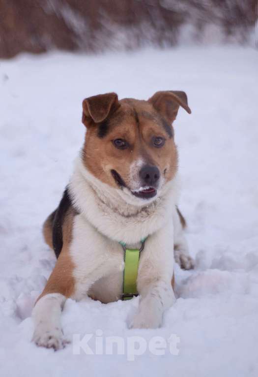 Собаки в Москве: Позитивный Феликс в добрые руки Мальчик, Бесплатно - фото 2