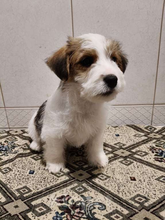 Собаки в Москве: Высокопородные щенки джек рассел терьера Мальчик, Бесплатно - фото 4