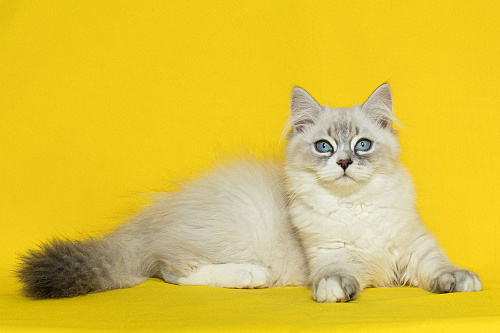 Bonifaciy порода Невская Маскарадная