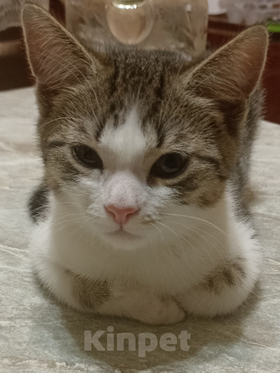 Кошки в других городах Краснодарского края: Котенок в добрые руки Мальчик, 500 руб. - фото 3