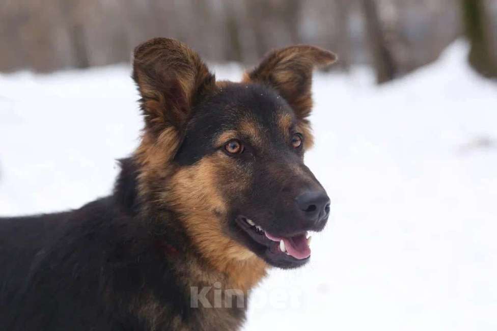 Собаки в Москве: Метис овчарки Мика в поисках семьи, 11 месяцев Девочка, 1 руб. - фото 4