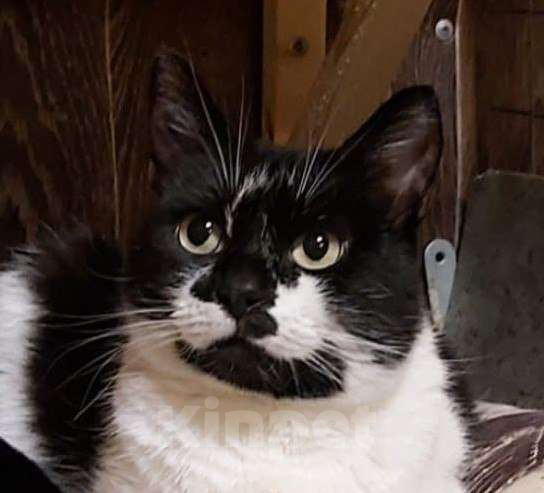 Кошки в Красногорске: 1500 дней в ожидании чуда... Девочка, 1 руб. - фото 3