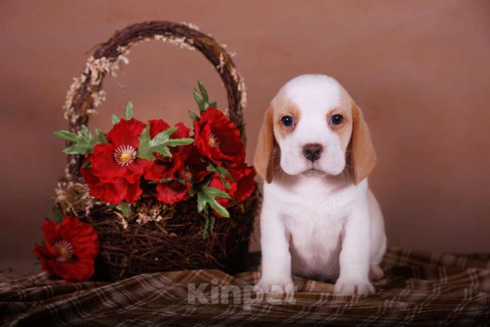 Собаки в Смоленске: ЩЕНИ БИГЛЯ Мальчик, Бесплатно - фото 3