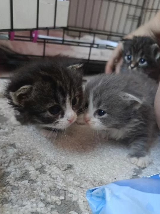 Кошки в Челябинске: котята сибирской и шотландского вислохугого Разнополые, 2 400 руб. - фото 2