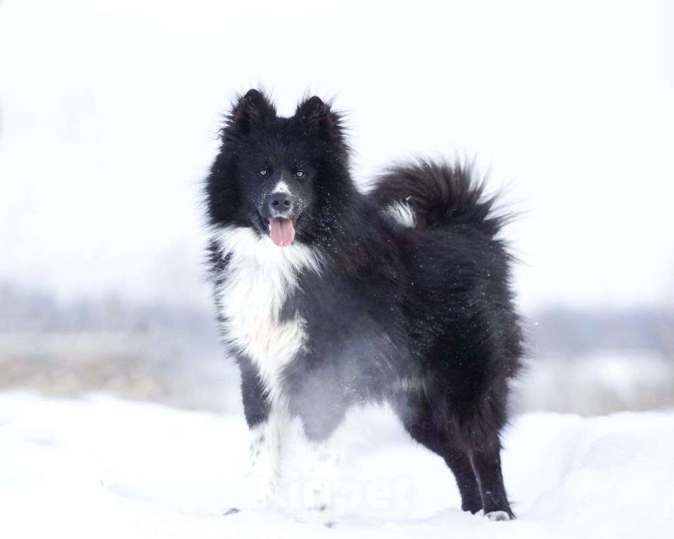 Собаки в Ногинске: Малыш - лохматое чудо в дар Мальчик, Бесплатно - фото 4