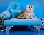 Кошки в Красноярске: Котята шотландские,золотая шиншилла Девочка, 25 000 руб. - фото 2
