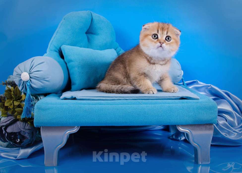 Кошки в Красноярске: Котята шотландские,золотая шиншилла Девочка, 25 000 руб. - фото 2