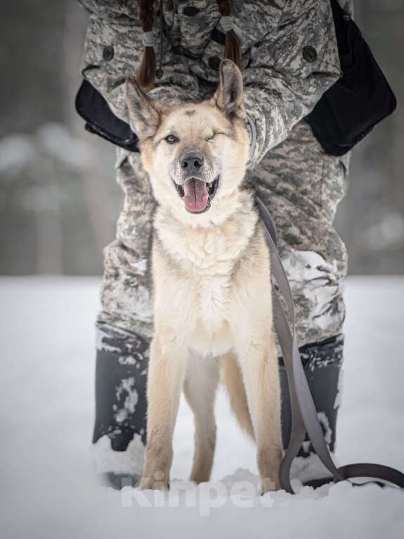 Собаки в Клине: Грей — статный пёс с нордическим характером Мальчик, Бесплатно - фото 7