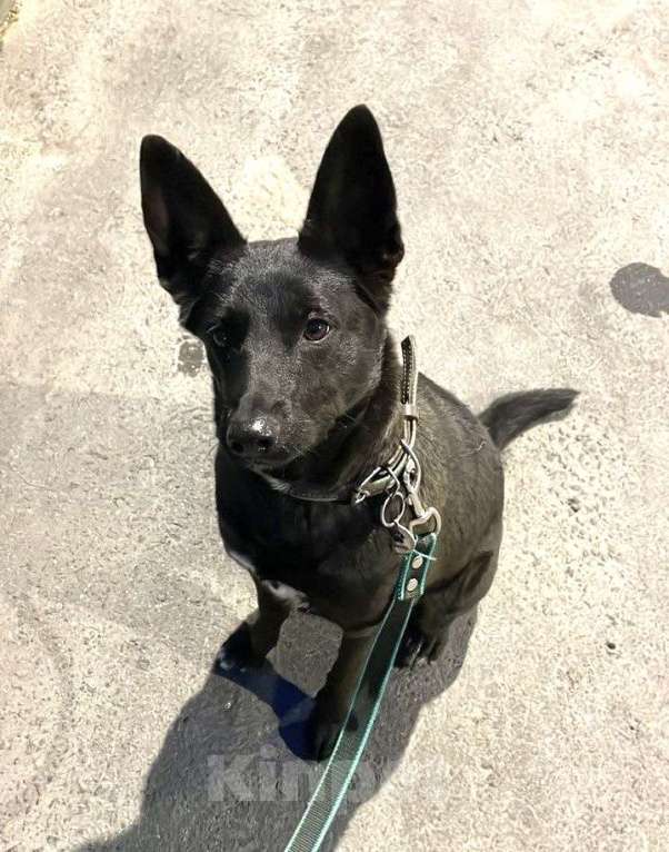 Собаки в Москве: Белка ищет дом Девочка, Бесплатно - фото 4