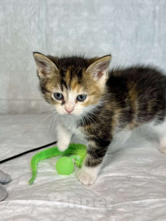 Кошки в Санкт-Петербурге: Котенок 1 месяц Лив Девочка, Бесплатно - фото 3