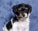 Собаки в Москве: Щенки бивер йорка Мальчик, 60 000 руб. - фото 3