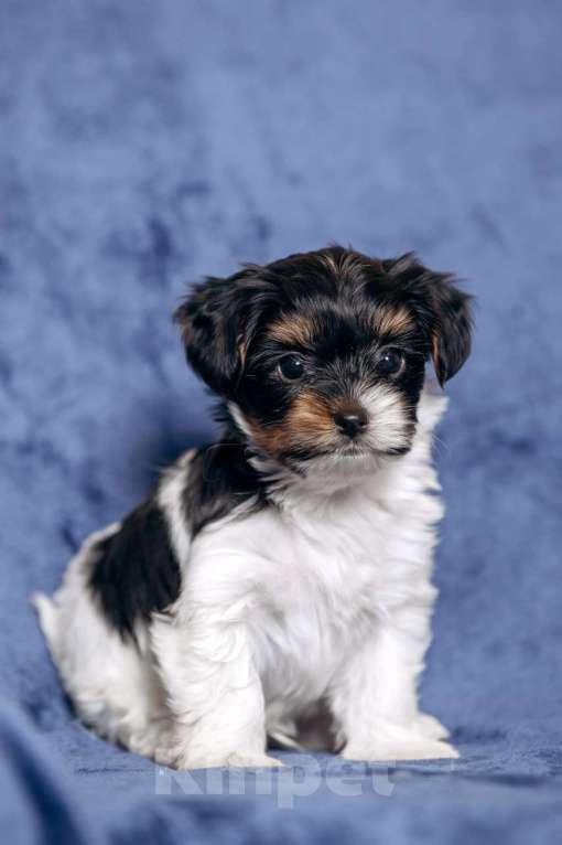 Собаки в Москве: Щенки бивер йорка Мальчик, 60 000 руб. - фото 3