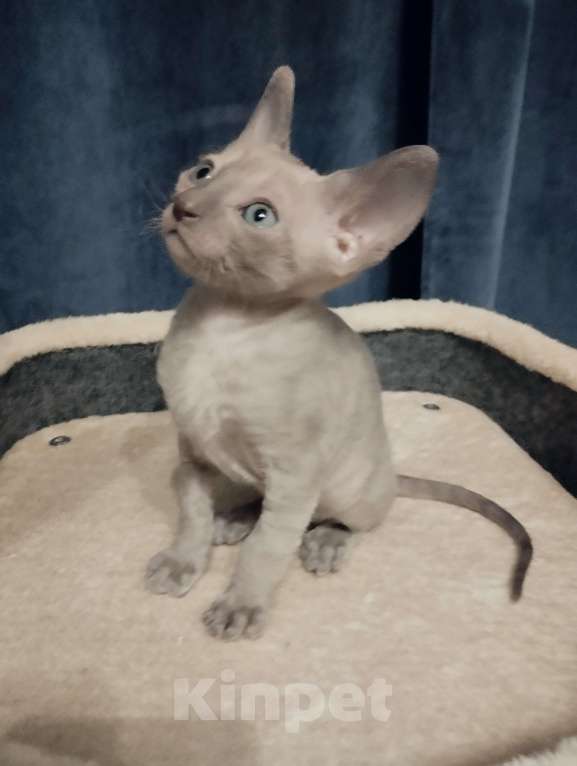 Кошки в Москве: Котенок Корниш Рекс Мальчик, 35 000 руб. - фото 5