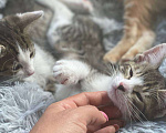 Кошки в Видном: Отдам в руки чудесных котят от домашней кошечки! Мальчик, 1 руб. - фото 2